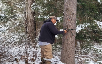 How the Pikwàkanàgan First Nation is combating moose population decline in Algonquin park amid climate change
